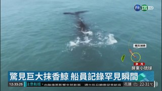 鯨豚成群伴游 "東琉線"超療癒