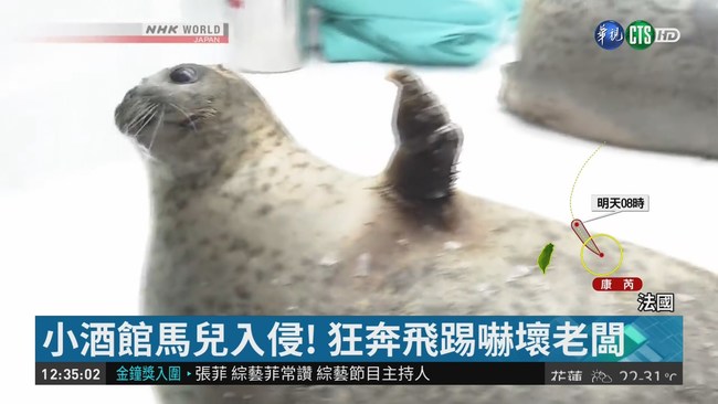 療癒人心! 大阪水族館最萌海豹暴紅 | 華視新聞
