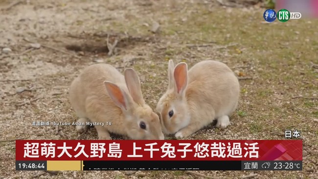 日本最萌兔子島 沒天敵悠哉過活 | 華視新聞