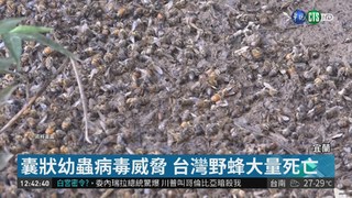 研發抗體球蛋白 解救台灣野蜂危機