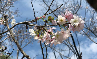全球氣候異常 日本櫻花竟開了