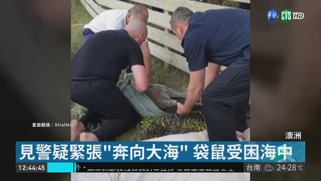 袋鼠"跳海奇案" 警拉上岸CPR急救 | 華視新聞