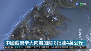 中國戴奧辛大閘蟹流入 9千公斤追不回