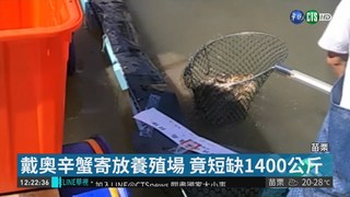 中國毒大閘蟹 養殖場1400公斤不見了