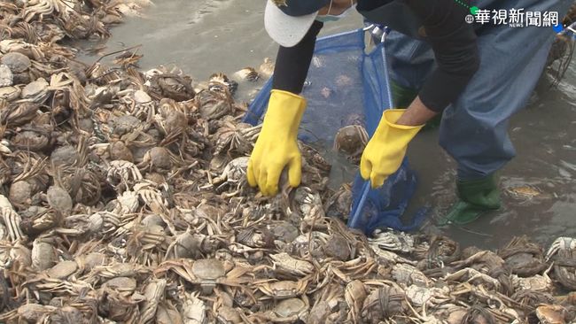 1400公斤大閘蟹找到了！ 真的全沉池底 | 華視新聞