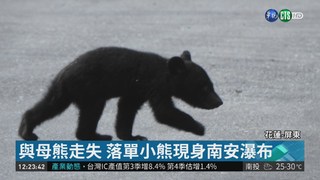 "讓小熊回家" 保育團體盼募款3百萬