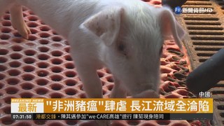 中國"非洲豬瘟"蔓延 上海也爆疫情