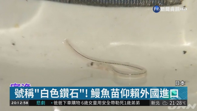 1kg要價百萬! "白色鑽石"鰻魚苗搶手 | 華視新聞