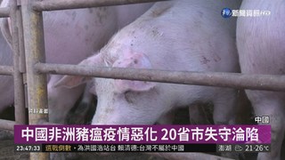 中國非洲豬瘟疫情惡化 逾千隻豬遭撲殺