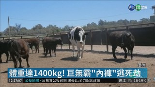 高194公分！澳洲最大公牛逃過死劫