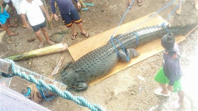 菲律賓捕獲巨型鱷魚 居民嚇壞：可能剛吃完人 | 華視新聞