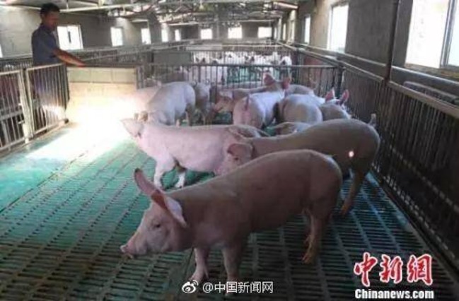 非洲豬瘟蔓延20省份 央視:中國人可安心吃 | 華視新聞