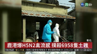 鹿港爆H5N2禽流感 撲殺6958隻土雞