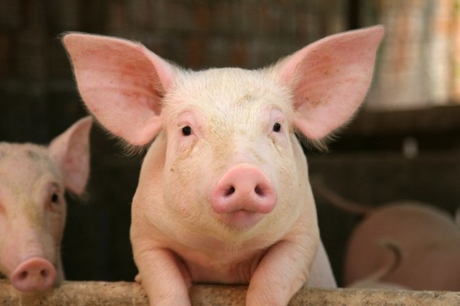 日本也爆豬瘟 岐阜縣74頭野豬感染 | 華視新聞
