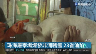 廣東珠海爆發非洲豬瘟 中國23省淪陷