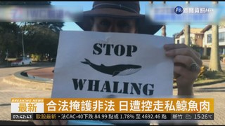 重啟商業捕鯨 日本要退出捕鯨委員會