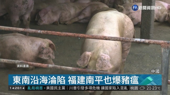 非洲豬瘟疫情蔓延 中國23省市淪陷 | 華視新聞