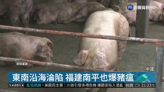 非洲豬瘟疫情蔓延 中國23省市淪陷