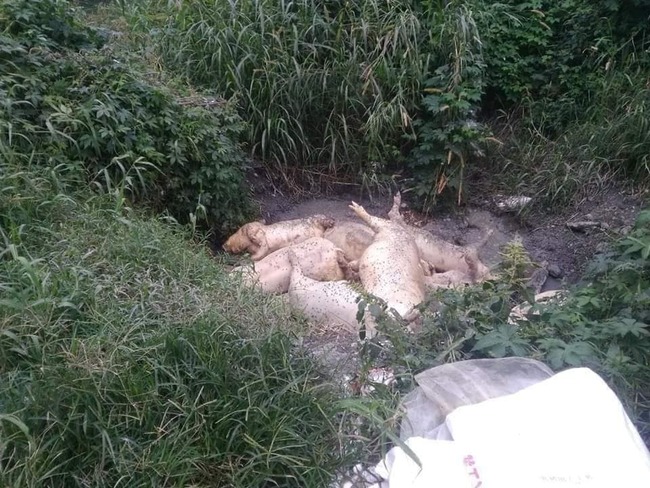 花連驚傳豬隻集體死亡 屍體遭棄置河邊 | 華視新聞