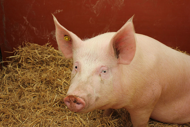 中國豬飼料驗出非洲豬瘟病毒 恐出口到台灣 | 華視新聞