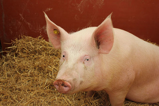 中國豬飼料驗出非洲豬瘟病毒 恐出口到台灣