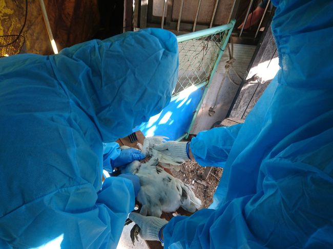 候鳥糞便檢出禽流感病毒 北市動保處嚴密監測 | 華視新聞