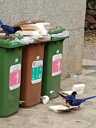 垃圾勿亂丟! 惠蓀林場驚見台灣藍鵲「吃便當」