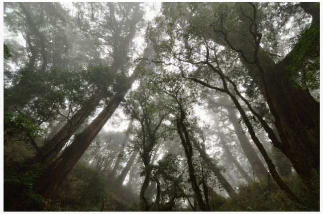 公布紅檜巨木群挨轟 林務局:公開是更好的保護 | 華視新聞