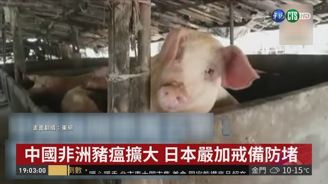 中國非洲豬瘟蔓延 日方統計113處爆疫情 | 華視新聞