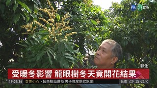 冬日奇景! 彰化龍眼樹提早開花