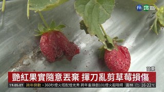 劣! 遊客亂剪苗葉 成熟草莓丟滿地