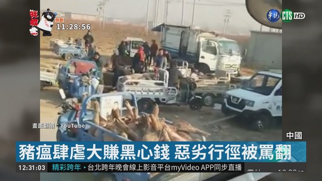 非洲豬瘟還在燒 中國商人交易病死豬 | 華視新聞