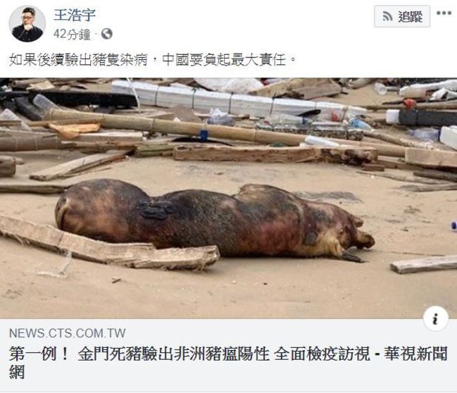 金門死豬染非洲豬瘟 王浩宇臉書嗆中國負責 | 華視新聞