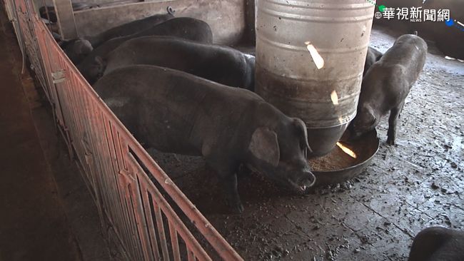 【晚間搶先報】防非洲豬瘟 廚餘養豬戶須有環保資格 | 華視新聞
