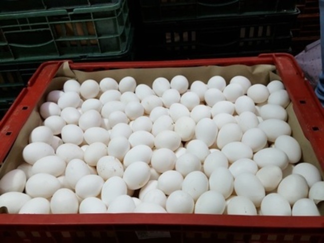 蛋價飆漲至45元  創歷史新高！ | 華視新聞