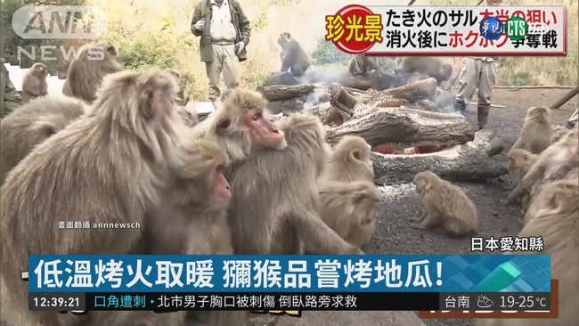 日本愛知縣10度低溫 獼猴烤火取暖 | 華視新聞