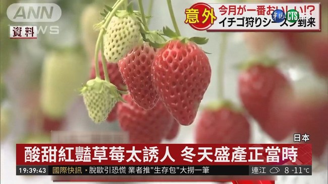日本草莓季來臨! 品嘗當季酸甜美味 | 華視新聞