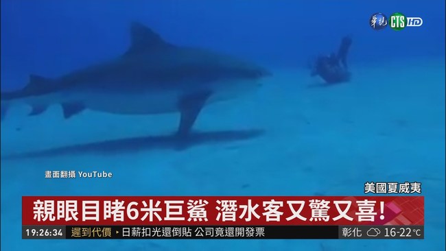 全球"最大尾" 潛水客巧遇6米長巨鯊 | 華視新聞