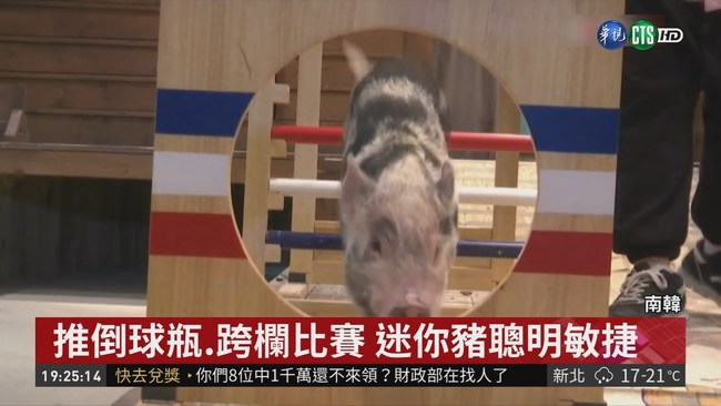 亞洲第一間! 南韓"豬博物館"好新奇 | 華視新聞