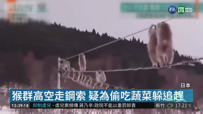 雪中奇景! 日本猴大軍攀電線走鋼索 | 華視新聞