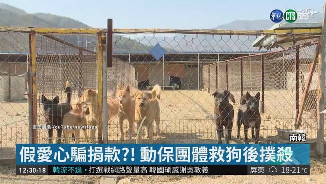 南韓動保團體遭爆 秘密撲殺逾2百隻狗 | 華視新聞