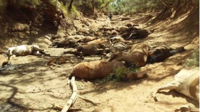 太熱了！ 澳洲90人猝死 40匹馬渴死 | 華視新聞