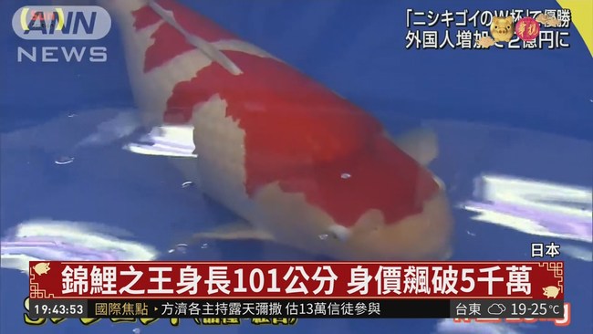 身價驚人! 日本"錦鯉之王"5600萬標出 | 華視新聞