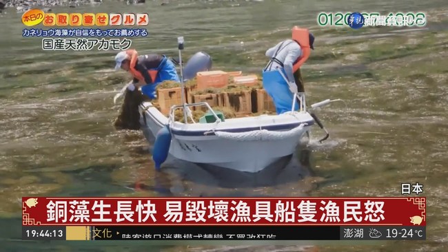 防流感.助減重 日本銅藻鹹魚翻身 | 華視新聞