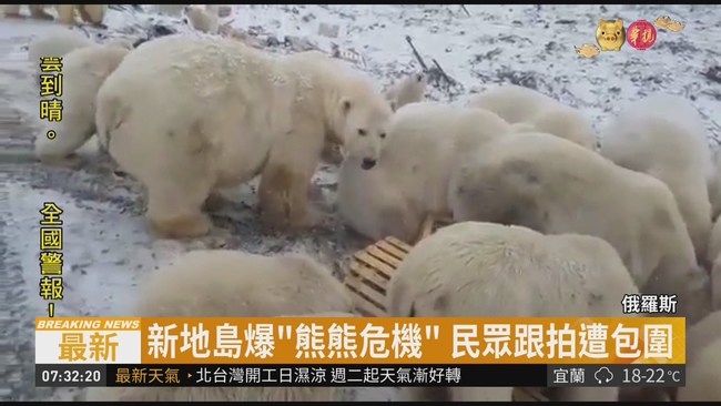 逾50北極熊強闖 俄新地島進緊急狀態 | 華視新聞
