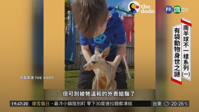 前進澳洲 揭開袋鼠.無尾熊身世之謎 | 華視新聞