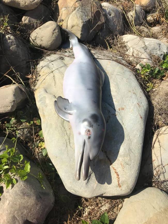 彰化驚見海豚寶寶屍體 海洋生態堪憂 | 華視新聞
