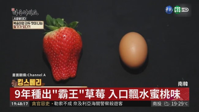 比雞蛋還大 "霸王"草莓有水蜜桃香 | 華視新聞