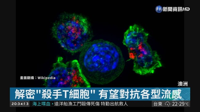 "殺手T細胞"抗流感 萬能疫苗將問世? | 華視新聞