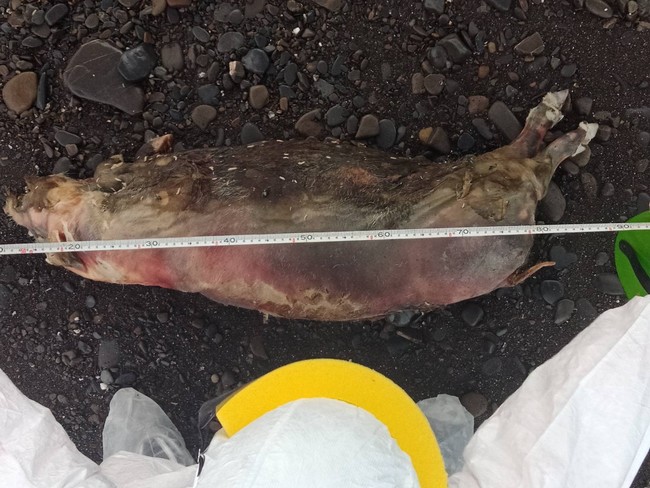 枋山海巡發現死豬! 非洲豬瘟檢驗呈陰性 | 華視新聞